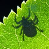 Les experts s'attendent cette année à de nombreuses infections par la méningo-encéphalite verno-estivale (MEVE) transmise par les tiques. (Photo d'archives) Keystone/DPA-Zentralbild/PATRICK PLEUL